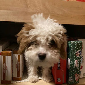 Meet your Posher, Jenna